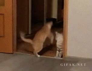 gato,camianr,humano,creer,no miras