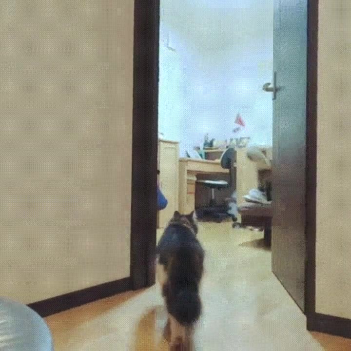 hacer,gatos,casa,abrir,puerta