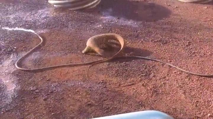 iguana,lucha,a muerte,serpiente,especial,manguera