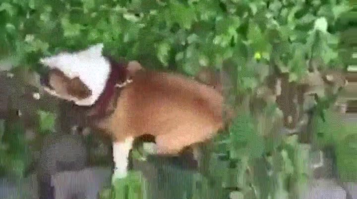 momento exacto,perro,descubre,croqueta