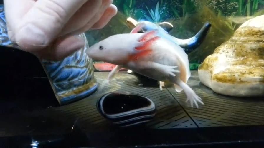 criaturas,axoloti,mundo
