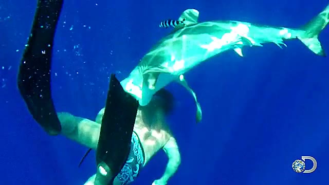 tibur&oacute;n,solo,quiere,jugar,miedo,mordisquitos