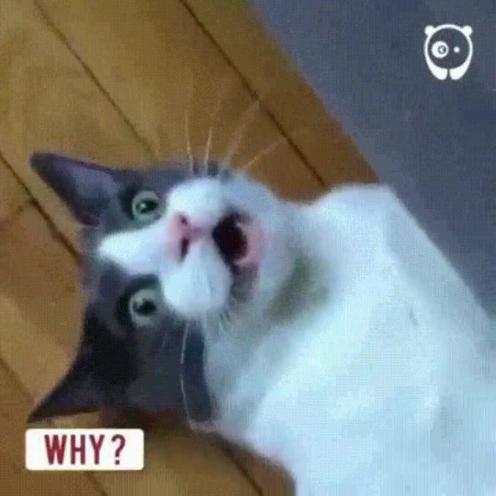 gato,encarnaci&oacute;n,mal,locuras