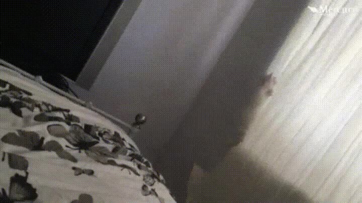 detr&aacute;s,cortina,numero 1,premio,gato