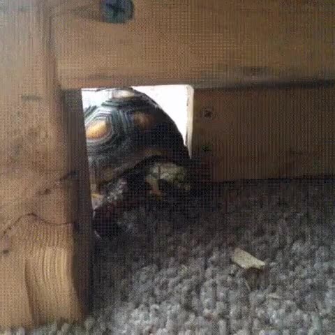 tortuga,complicado,hambre,comida,caparaz&oacute;n