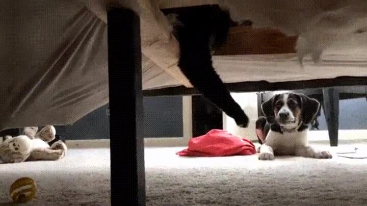 perro,comprobar,monstruos,debajo,cama