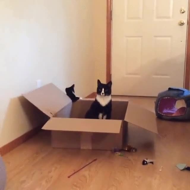 gato,exe,dejar,funcionar,caja