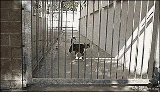 gato,saltar,puera,altura