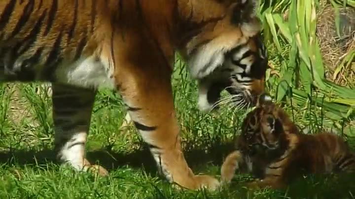 cachorro,tigre,jugar,mam&aacute;