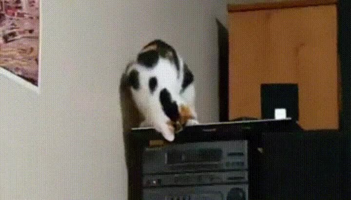 gato,alucinar,magia,bandeja,lector