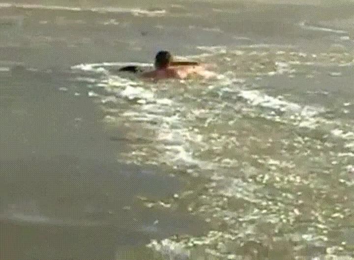 fe,humanidad,restaurada,salvar,perro