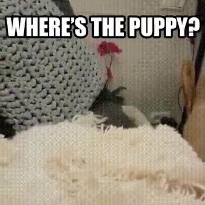 capaz,ver,donde est&aacute;,cachorro