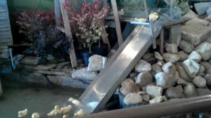 Enlace a Los patos también tienen derecho a ir de excursión al parque acuático