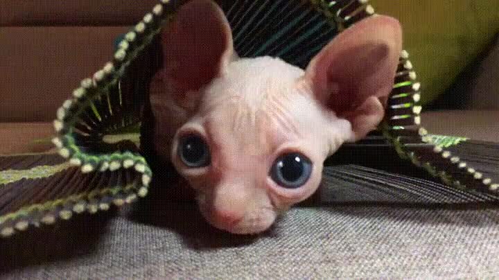 belleza,gato,diferente,ojos,azules,mal rollo