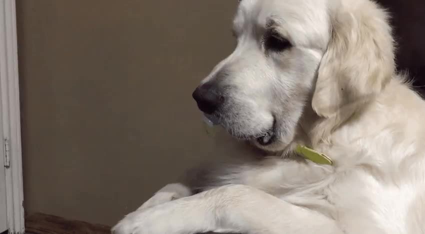 perro,no,tocar,pata,fuera