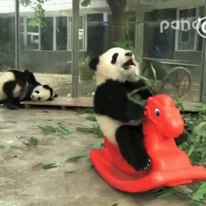 mientras tanto,china,panda,jugar