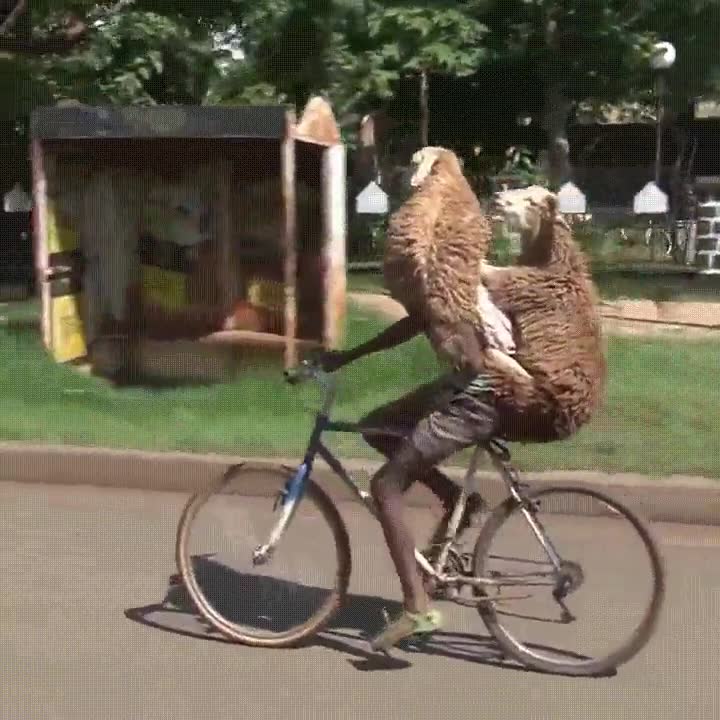 demostrado,ovejas,bicicleta