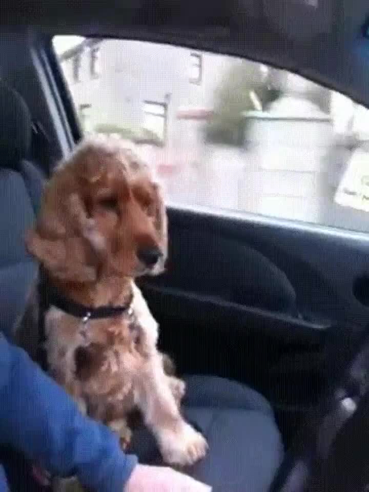 perro,dejar,conducir,sujetar,mano