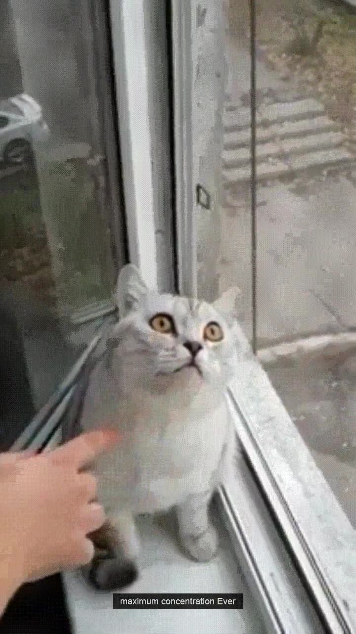 gato,acabar,pilas,concentraci&oacute;n,m&aacute;xima