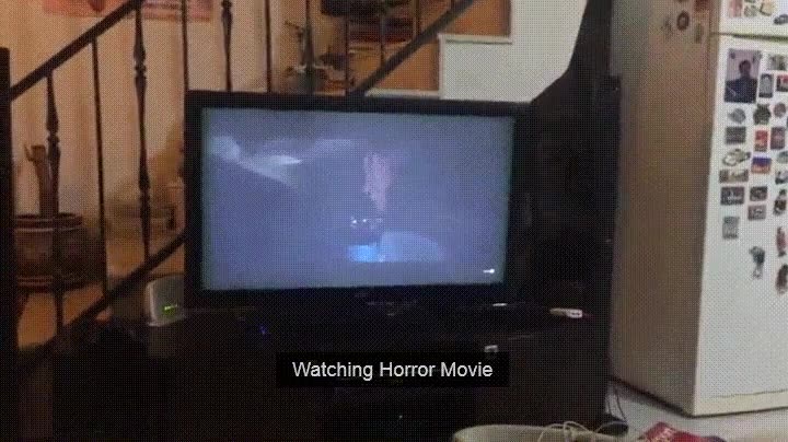 perro,mirar,atentamente,pel&iacute;cula,miedo