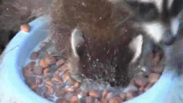 Enlace a Cuanto tienes tanta hambre que solo sacas la cabeza del plato para respirar