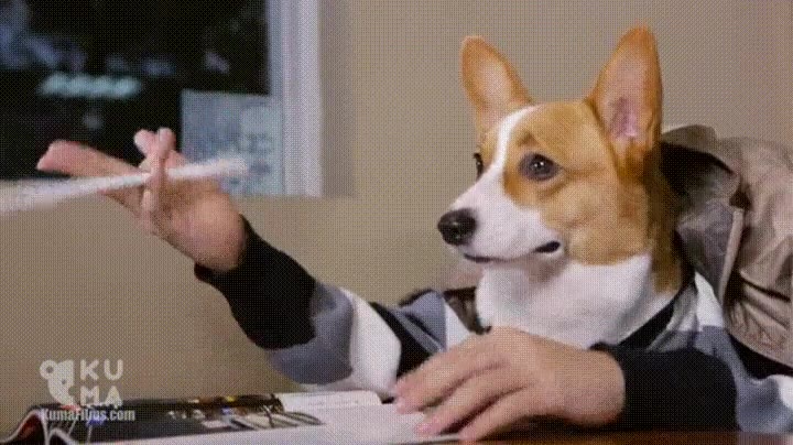 perro,habilidades,extraordinarias