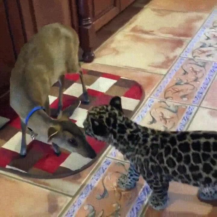 enemigos,naturales,tregua,amigos