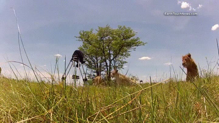 gatos,grandes,miedo,c&aacute;maras