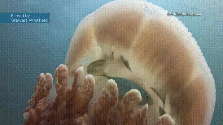 peces,pequeños,mejor,dispositivo,defensa