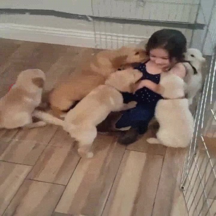 niña,pequeña,atacada,adorables,cachorros