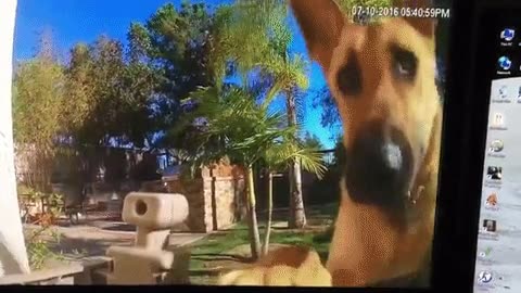 Enlace a La reacción de mi perro al instalar una cámara en casa