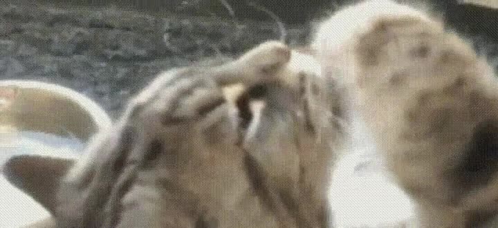 gato,manera,pereza,beber,agua