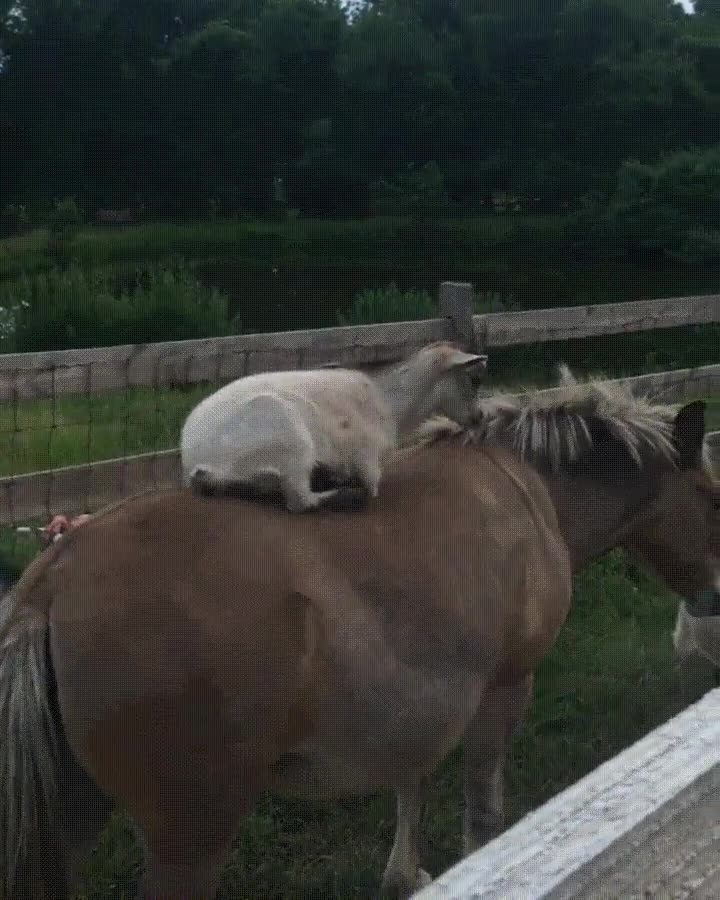 parecer,buen lugar,siesta,espalda,caballo