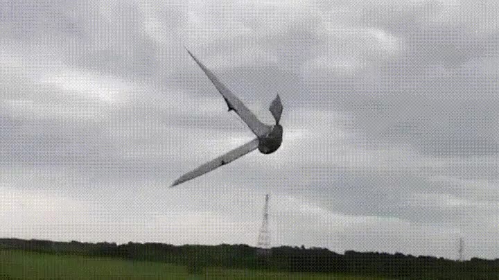 ornit&oacute;ptero,parecer,volar,p&aacute;jaro,verdad