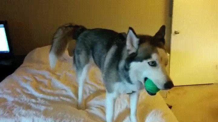 perro,decide,quedarse,cama,pelota