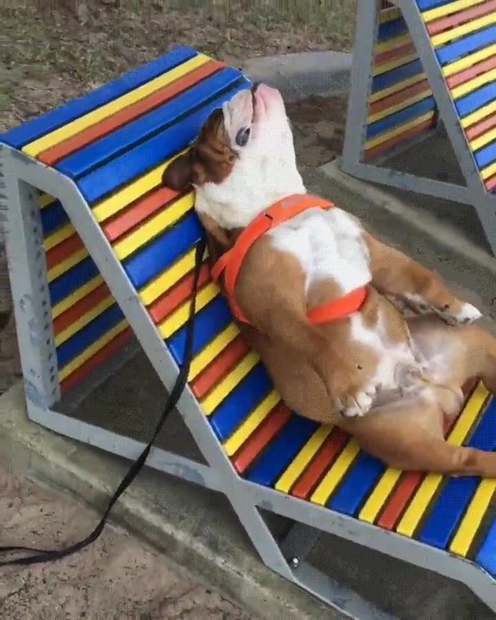 pillar,perro,descansar,despistado