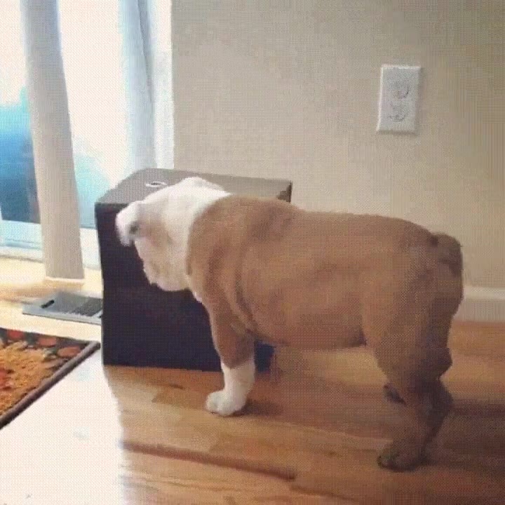 perro,intentar,comportarse,gato,caja