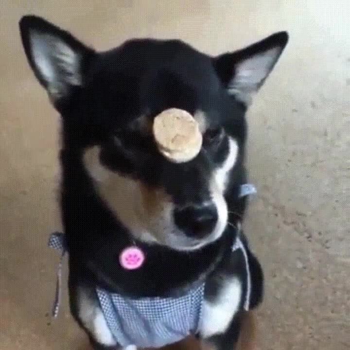 perro,entrenado,comer,galletas