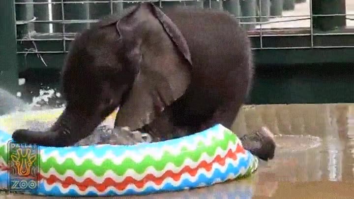 beb&eacute;,elefante,adorar,piscina