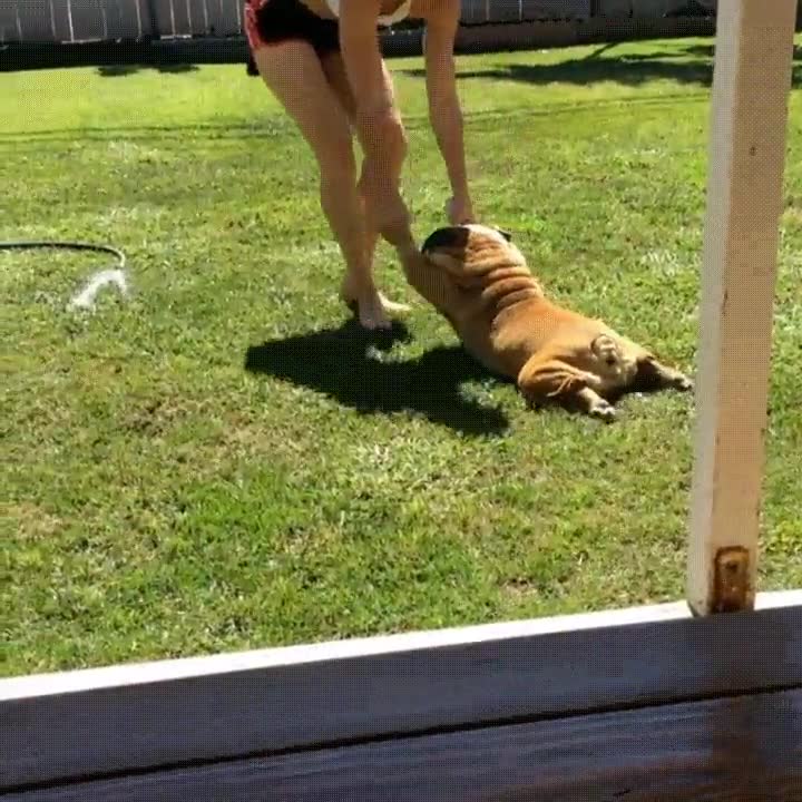 perro,soportar,estirado,manta,agua,manguera