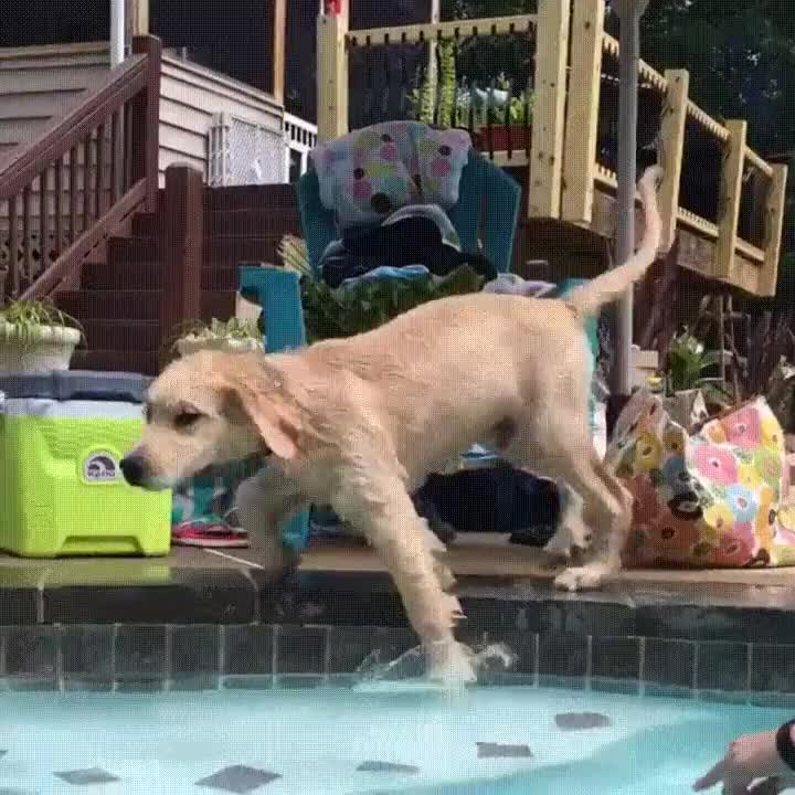 perro,extraño,don,resbalar,piscina