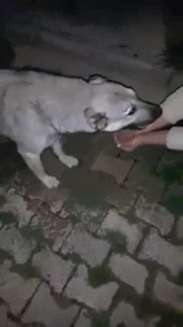 perro,gracias,chica,beber,agua