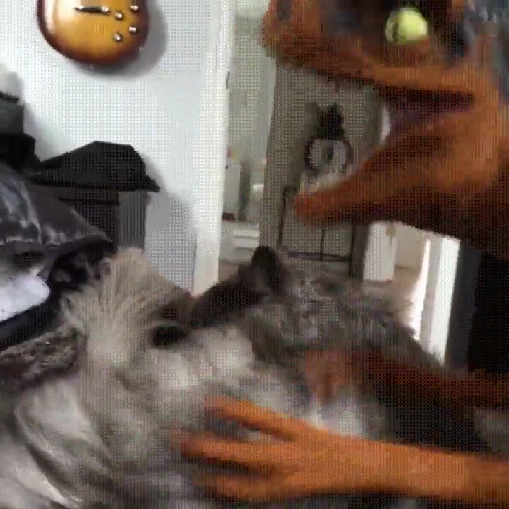 creo,gato,llevarse,mal,velociraptor