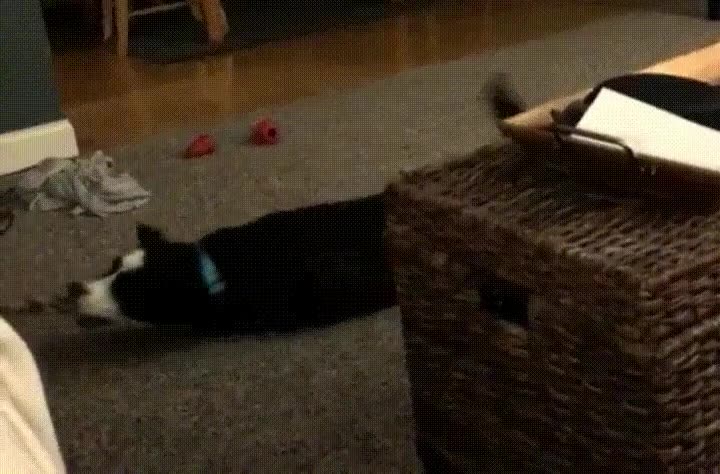 arrastrar,gimnasio,amigo,ir,solo