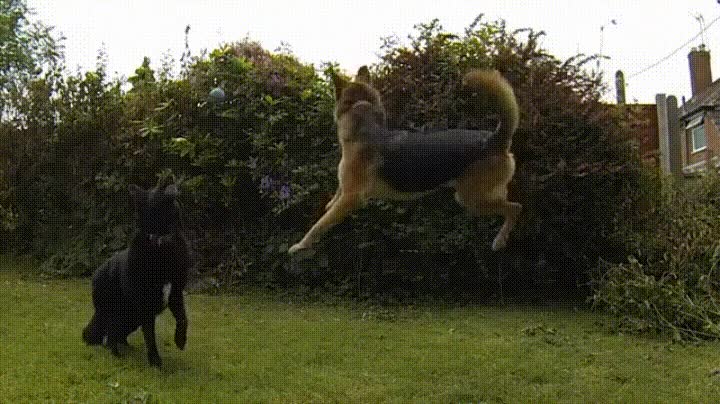 esfuerzo perro,salto,recompensa,pelota