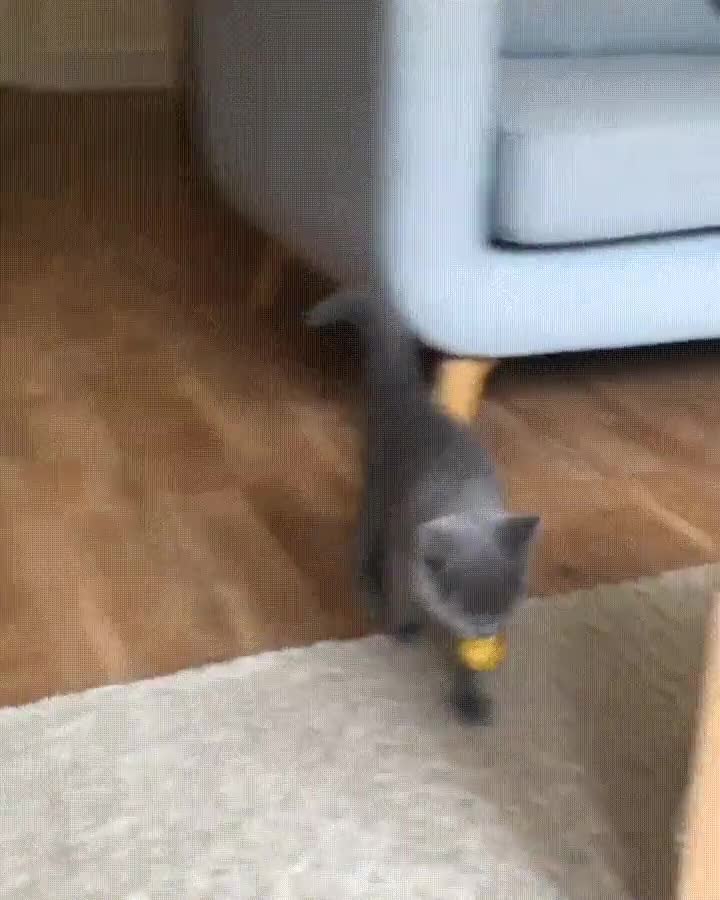 gato,aprender,jugar,lanzar,pelota