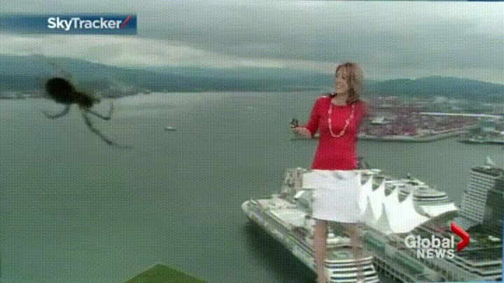 ara&ntilde;a,atacar,c&aacute;mara,chica del tiempo