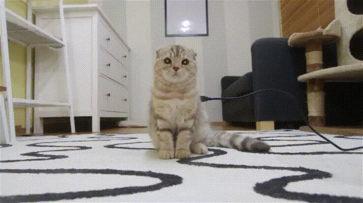 poner,cargar,gato,electronico