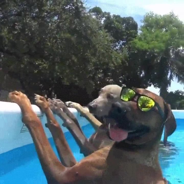 piscina,perros,&eacute;xito,sol,verano