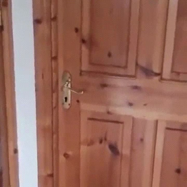 perro,cerrar,puerta,comportar,extra&ntilde;o